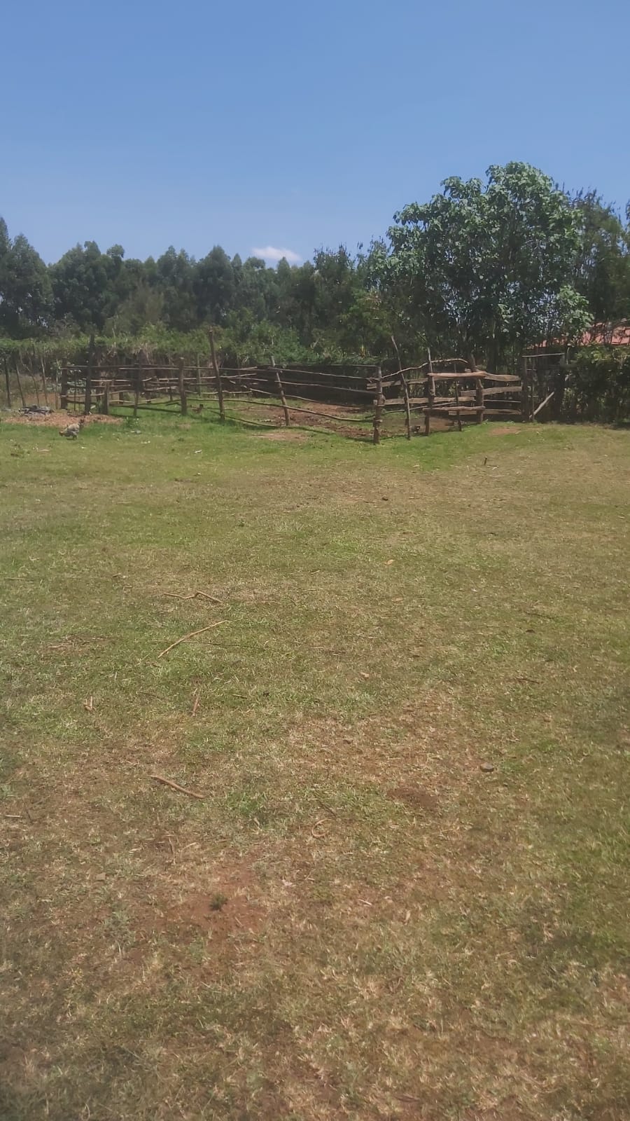 Dairy cows and calves at the farm